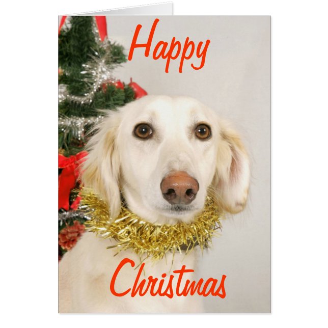 Chien de Noël 2 (Devant)