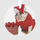 Chien de Père Noël - bouledogue anglais habillé (dos)