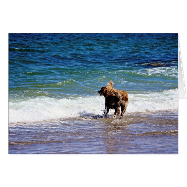 Chien de plage (Devant Horizontal)