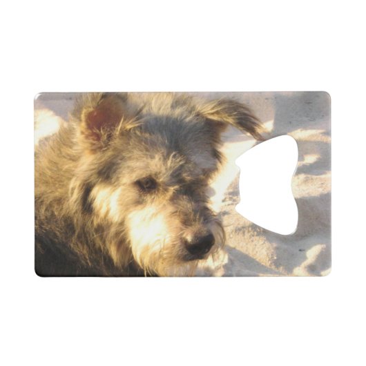 Chien de plage thaïlandais (Devant (Horizontal))