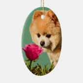 Chien de Pomeranian et ornement rose (Droite)