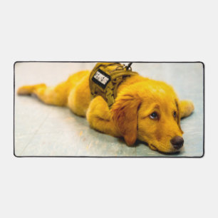 CHIEN DE SERVICE MILITAIRE AMÉRICAIN