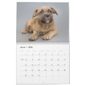 Chien de taureau américain calendrier 2026 (Mar 2026)