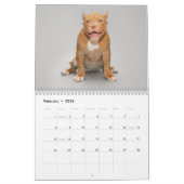 Chien de taureau américain calendrier 2026 (Feb 2026)