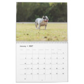 Chien de taureau américain calendrier 2026 (Jan 2027)