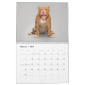 Chien de taureau américain calendrier 2026 (Feb 2027)
