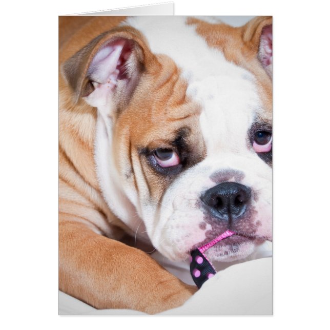 Chien de taureau anglais (Devant)