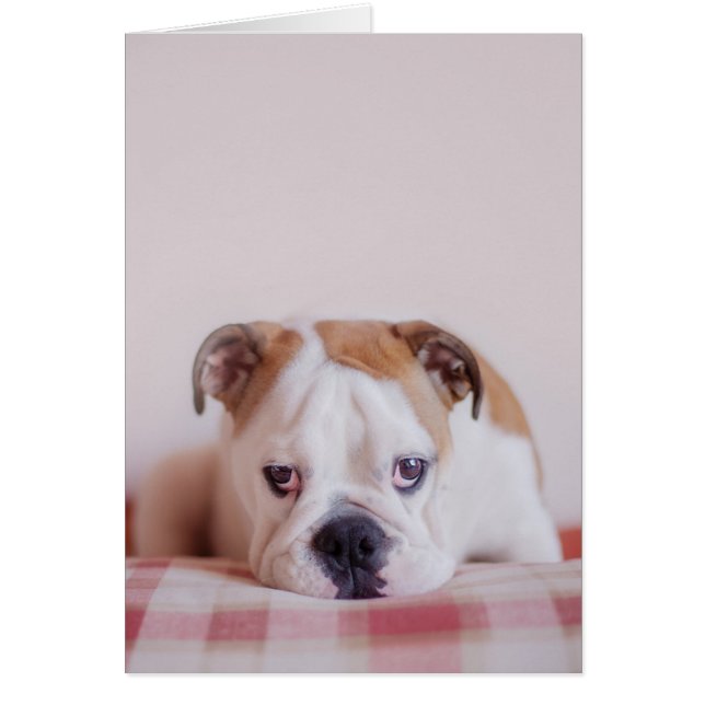 Chien de taureau anglais timide (Devant)