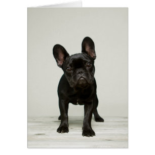 Chien de taureau français