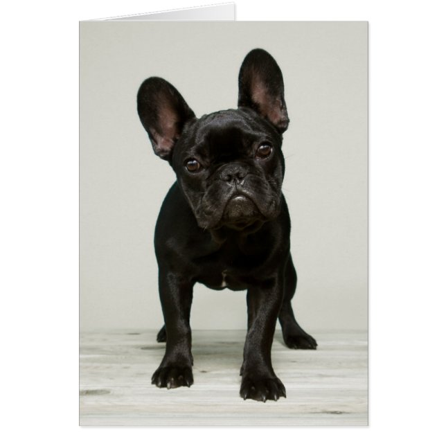 Chien de taureau français (Devant)