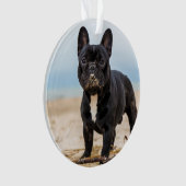 Chien de taureau français jouant dans le sable (devant)
