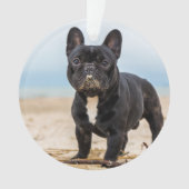 Chien de taureau français jouant dans le sable (devant)