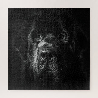 Chien de Terre-Neuve Puzzle