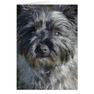 Chien de Terrier de cairn