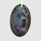 Chien de terrier de Pitbull (devant)