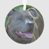 Chien de terrier de Pitbull (dos)