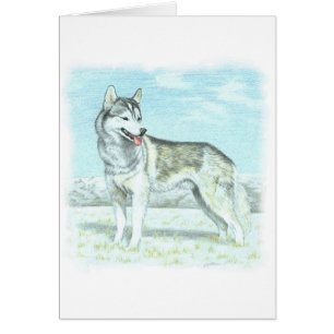 Chien de traîneau sibérien