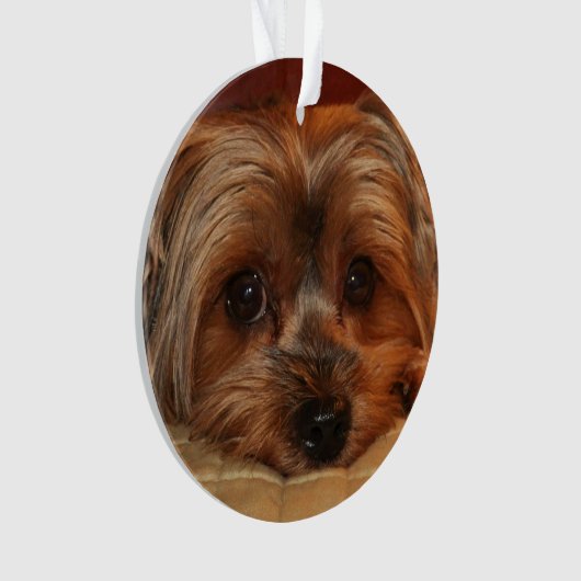 Chien de Yorkshire mignon Terrier Yorkie (devant)