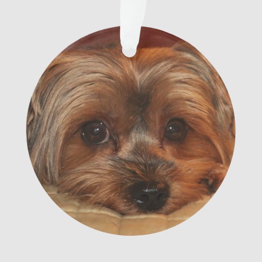Chien de Yorkshire mignon Terrier Yorkie (devant)