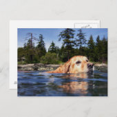 Chien d'eau - Carte postale (Devant / Derrière)