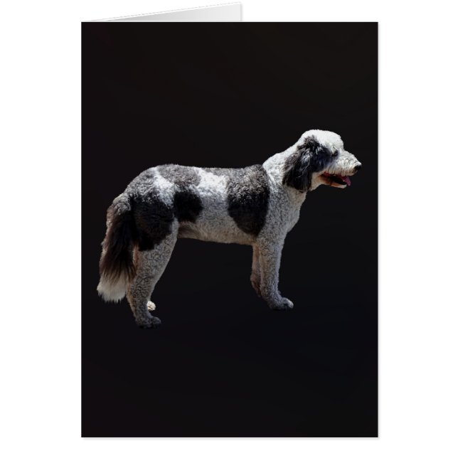Chien d'eau portugais (Devant)