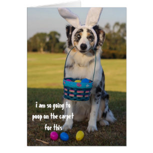 Chien déguisé Lapin de Pâques Berger Australien