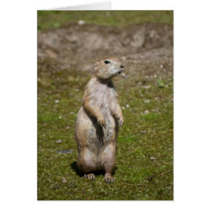 Chien des Prairies à queue noire