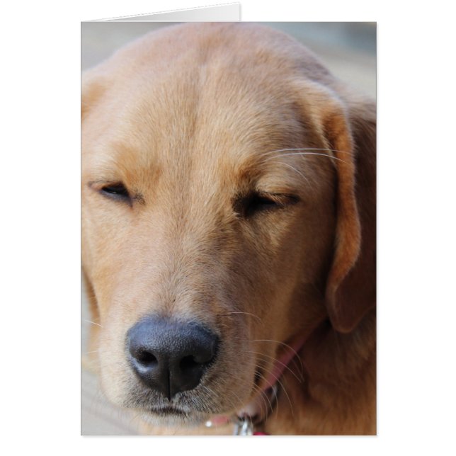 Chien d'or rétriever #2 (Devant)