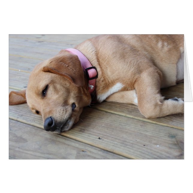 Chien d'or rétriever #3 (Devant horizontal)