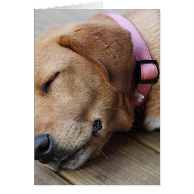 Chien d'or rétriever #4 (Devant)