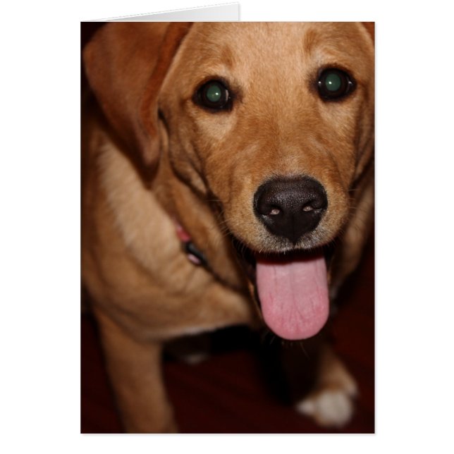 Chien d'or rétriever #5 (Devant)