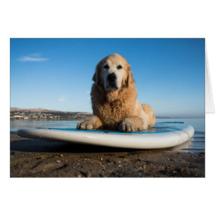Chien D'Or Retriever Posé Sur Une Planche À Pagaie