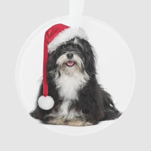 Chien drôle de Havanese de Noël avec le casquette (devant)