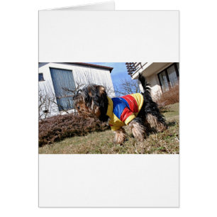 Chien du Yorkshire Terrier