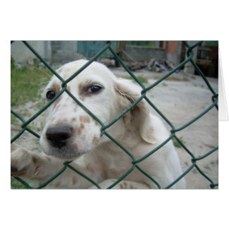 Chien et barrière