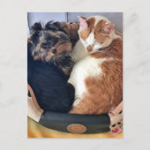 Chien et chat, Carte postale (Devant)