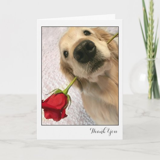 Chien Golden Retriever avec Merci Rose rouge (Devant)