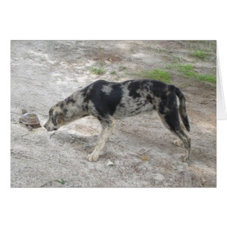 Chien léopard de Catahoula