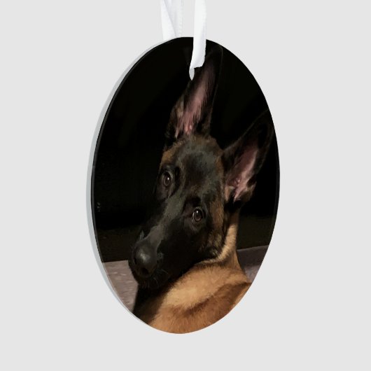 Chien malinois (devant)