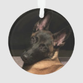 Chien malinois (dos)