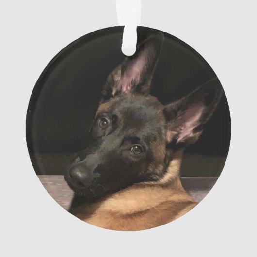 Chien malinois (dos)