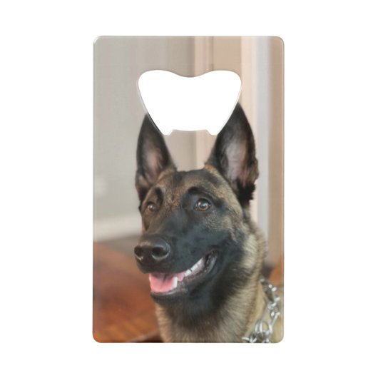 Chien malinois (Devant)