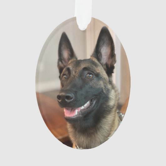 Chien malinois (dos)