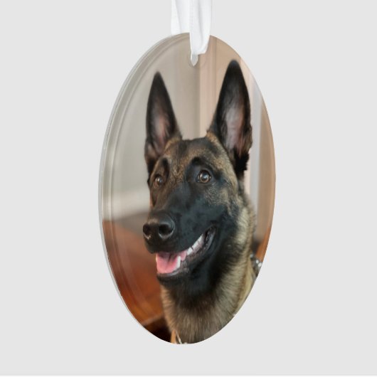 Chien malinois (devant)