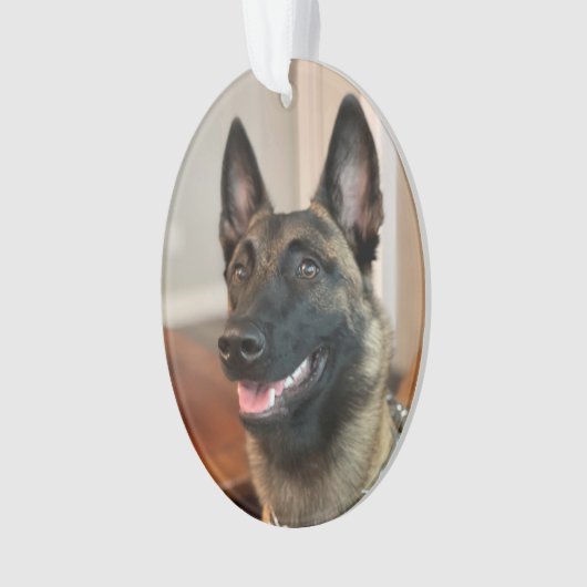 Chien malinois (devant)