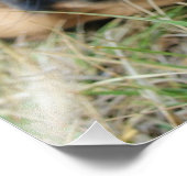 Chien mastiff anglais souriant - photo (Coin)