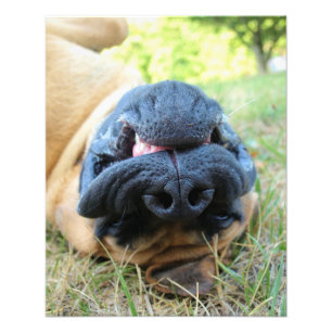 Chien mastiff anglais souriant - photo