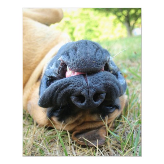 Chien mastiff anglais souriant - photo (Devant)