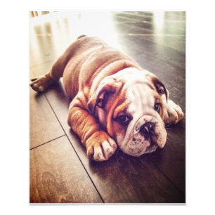 Chien menteur de Bulldog anglais Photo de chien