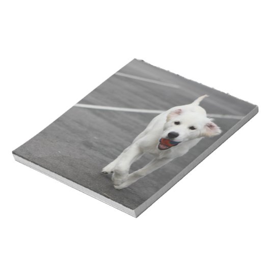 Chien mignon sur un bloc-notes (Tourné)